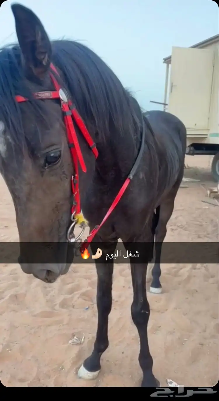 حصان جزيري 0