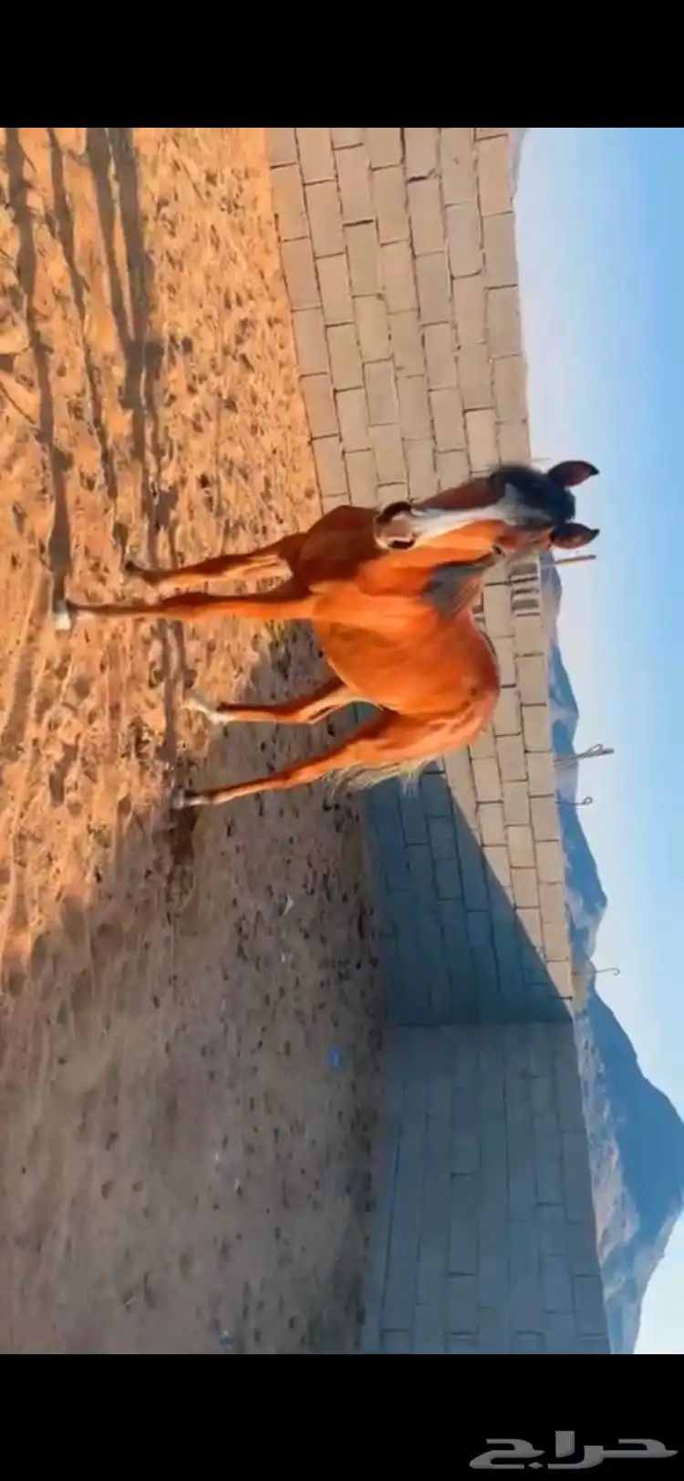 خيل 0