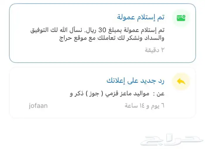 مواليد ماعز قزمي ( جوز ) ذكر وانثى 3