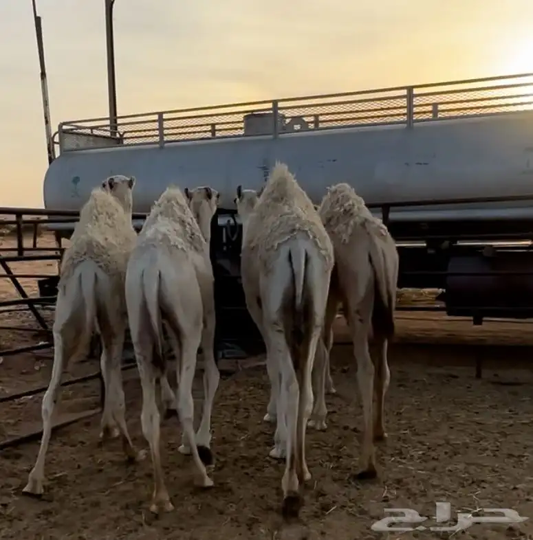 اربعة حشو اعمارهن ستة شهور 3