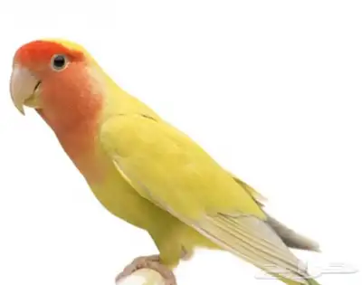 للبيع عصور فيشر 0