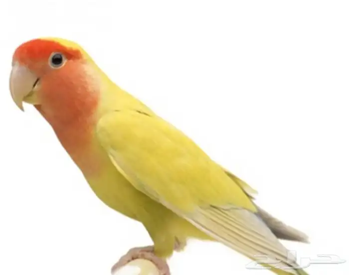للبيع عصور فيشر 0