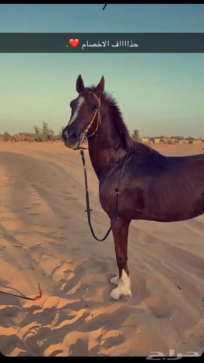 ابي مهر فرس صغير بالحيل مايقارب عمره 7 شهور إلى 9 شهور 0