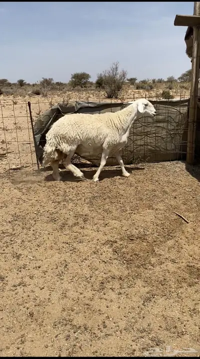 شاه حايل شحم 0