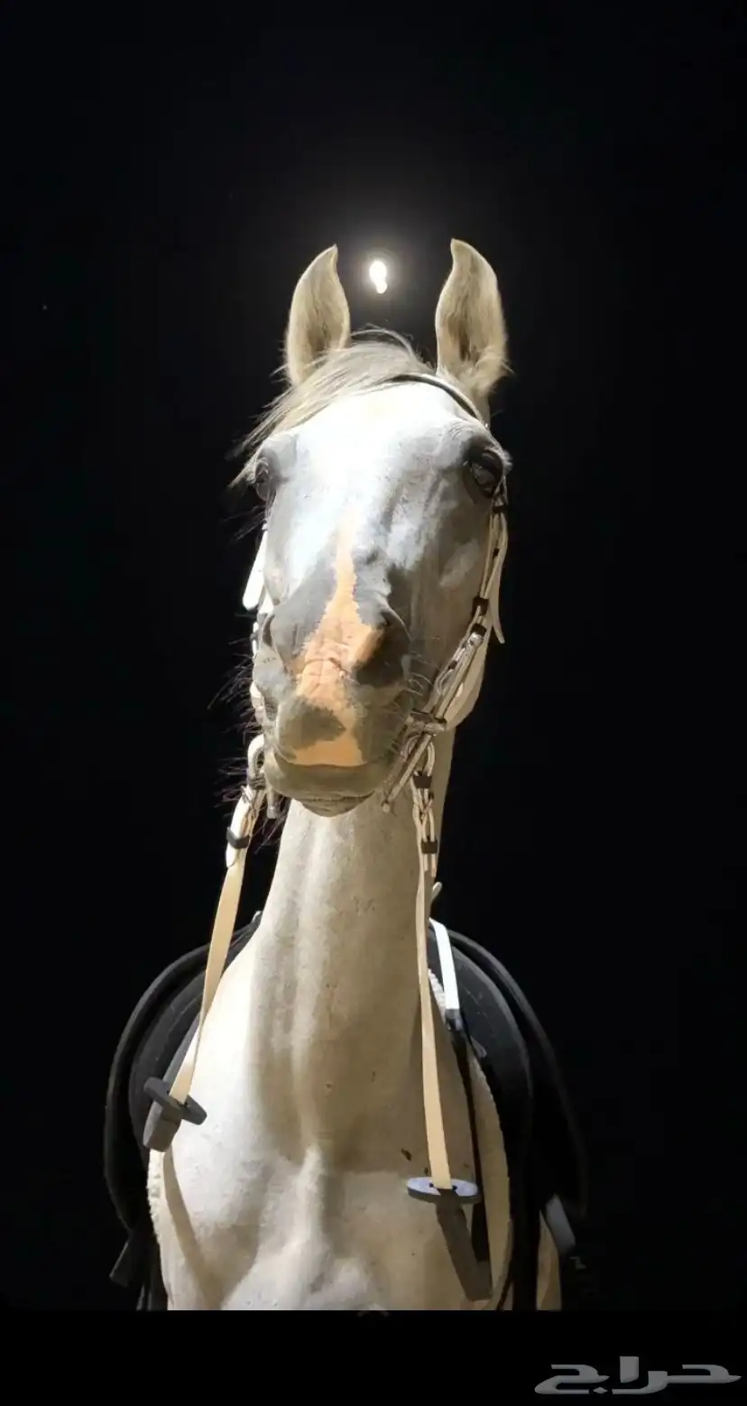 خيل شعبي 0