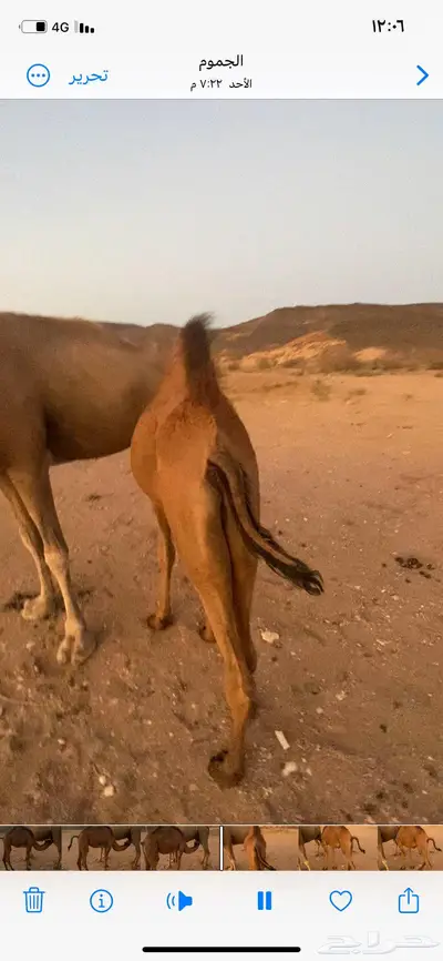 قعدان 1