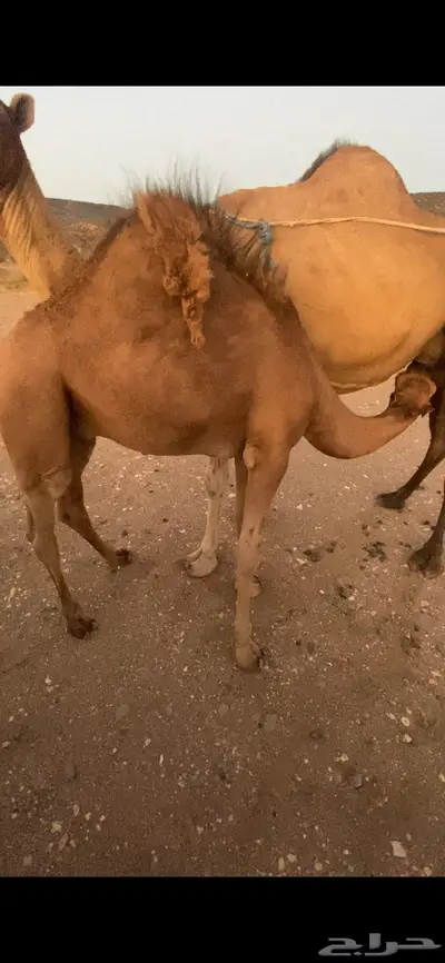 قعدان 0