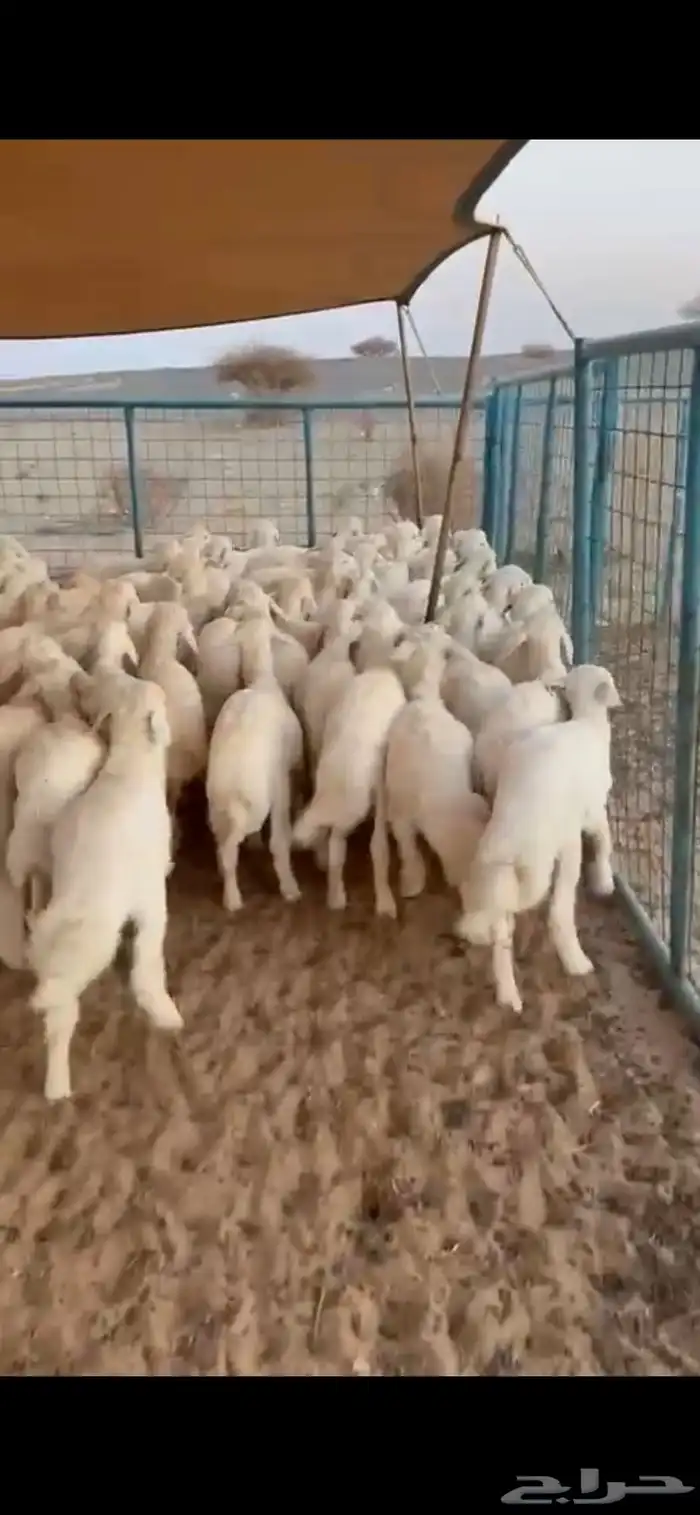 بهم تربيه تم البيع اصغط متابعه يصلك كل جديد 1