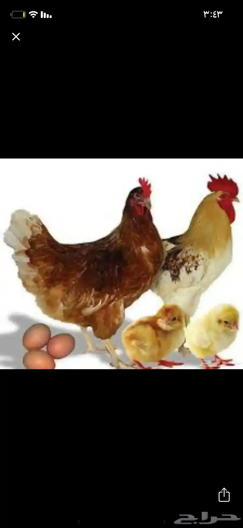 دجاج لهمان 4
