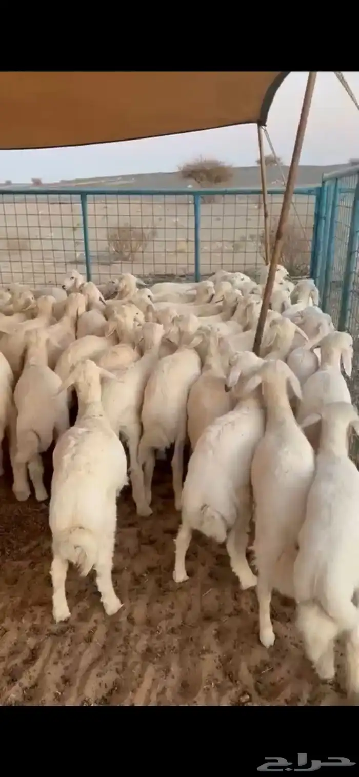 بهم تربيه تم البيع اصغط متابعه يصلك كل جديد 0
