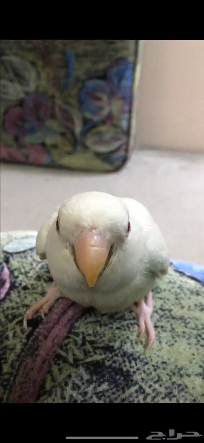 روز البينو 2