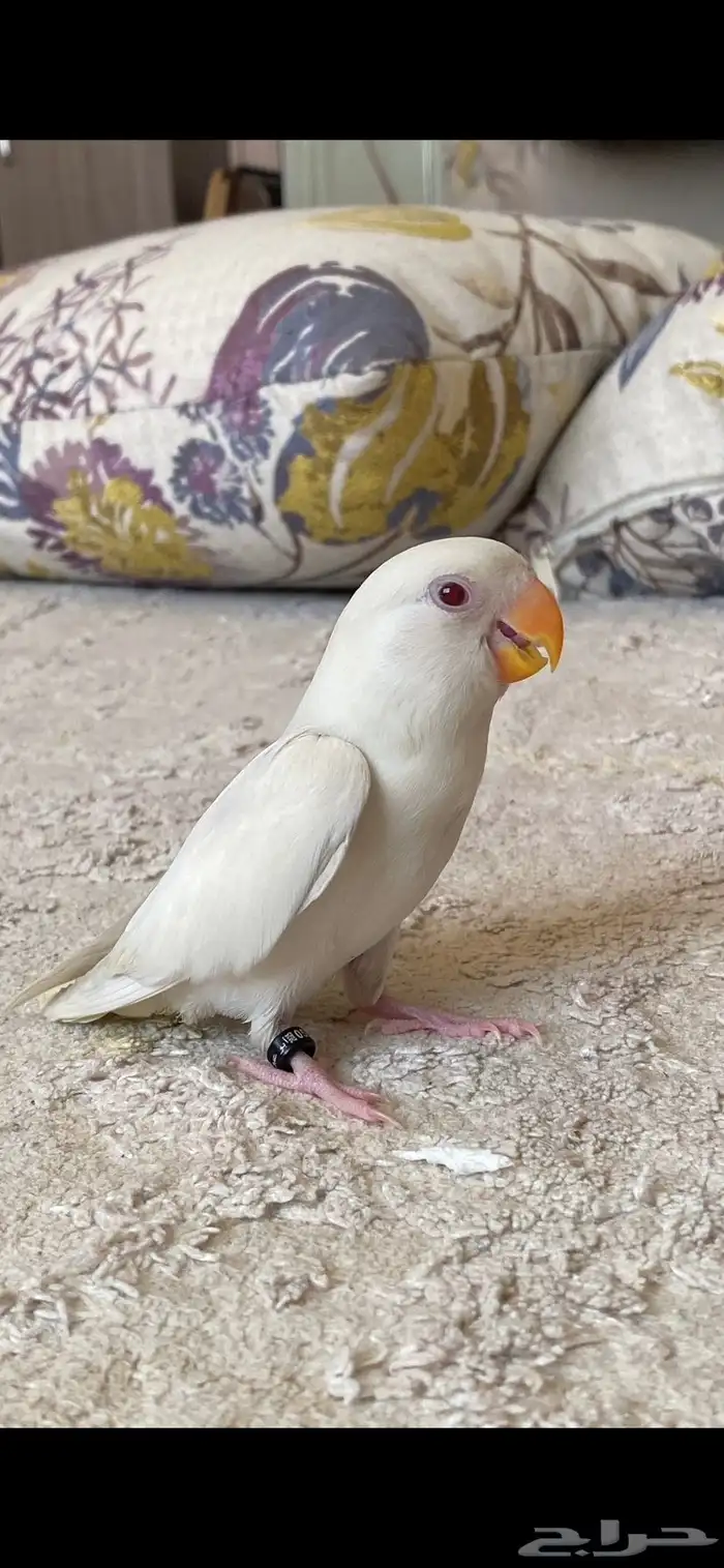 روز البينو 3