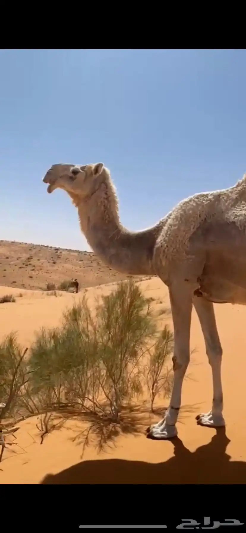للبيع خلفه 1