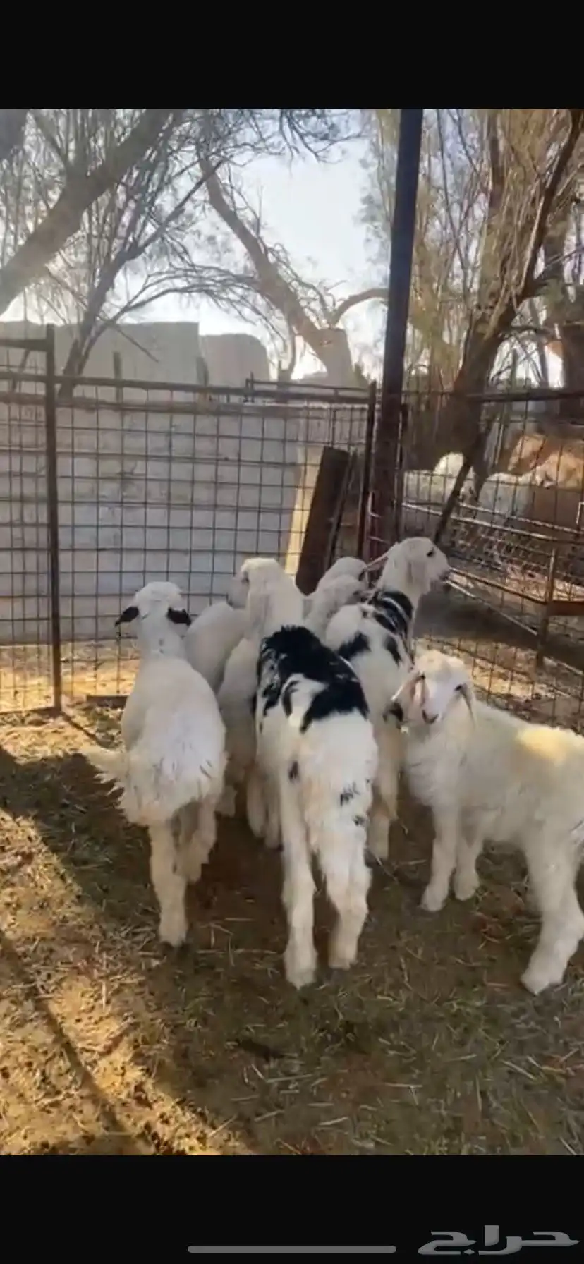 رخال للبيع عدد 6 0