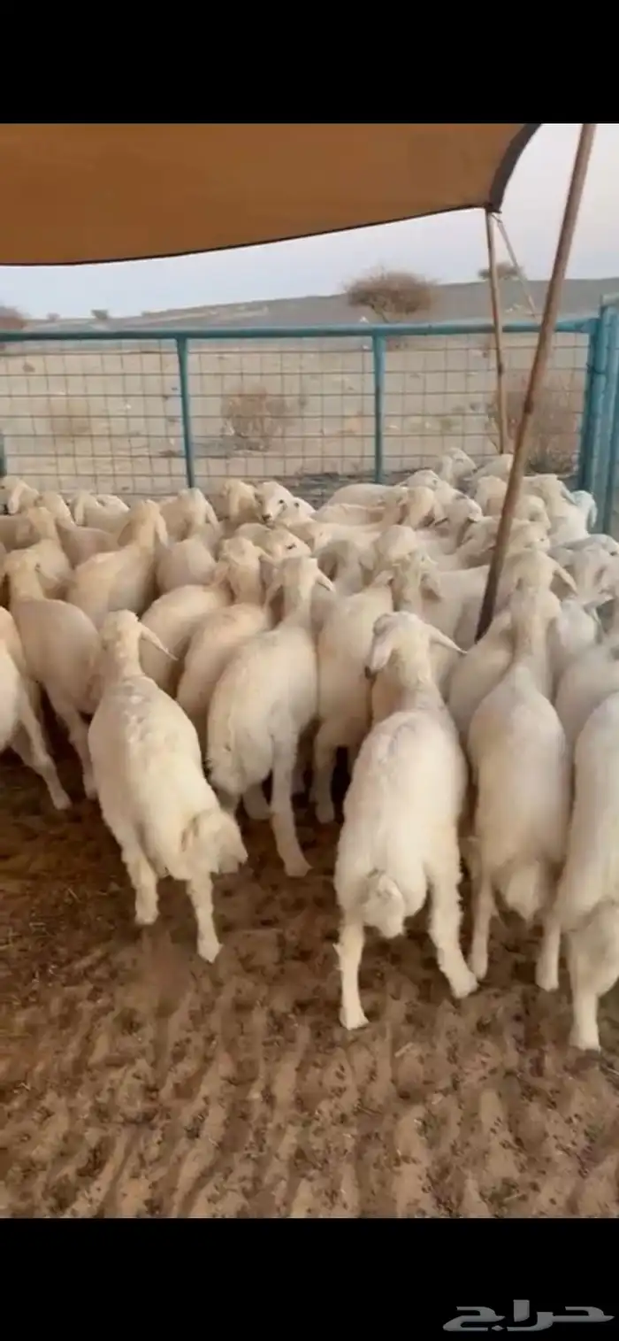 بهم تربيه تم البيع اصغط متابعه يصلك كل جديد 2