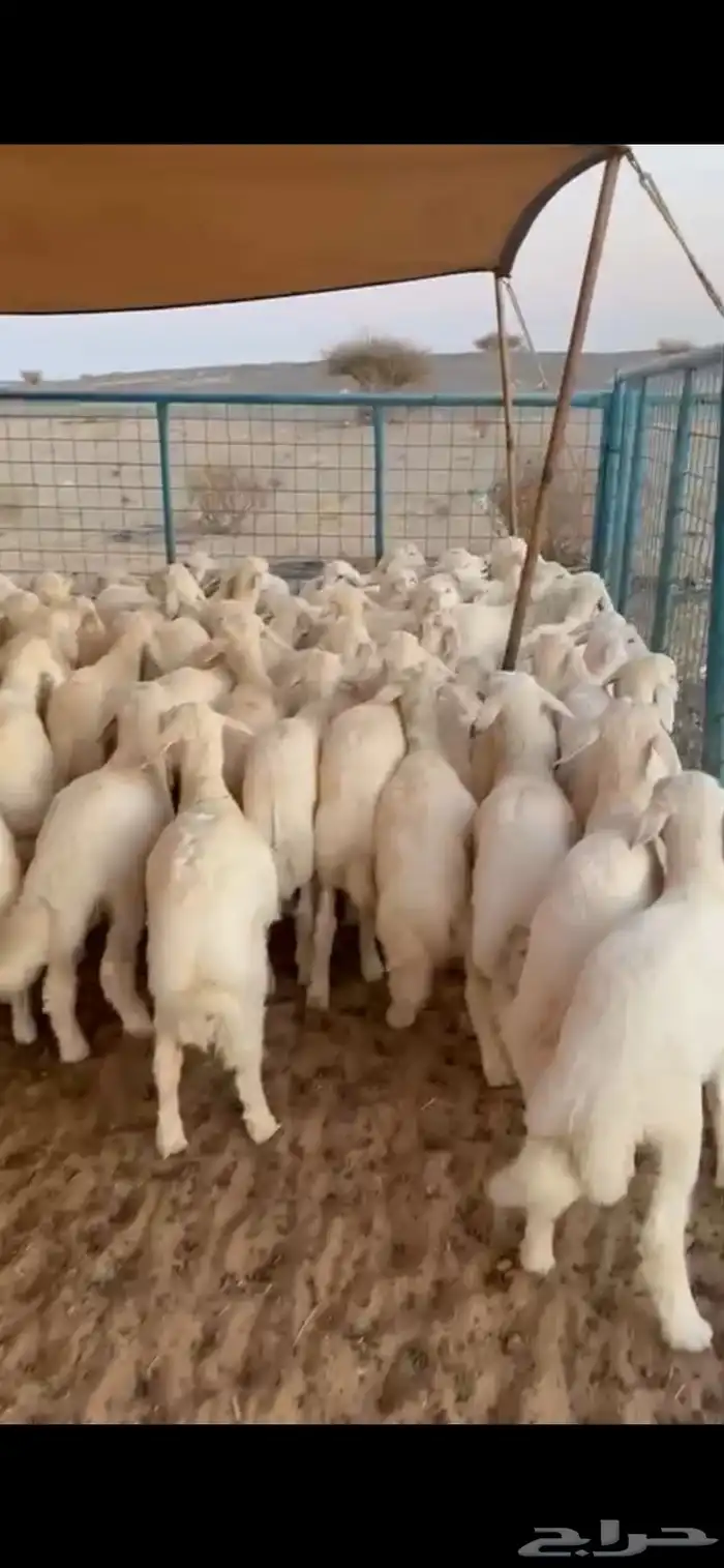 بهم تربيه تم البيع اصغط متابعه يصلك كل جديد 3