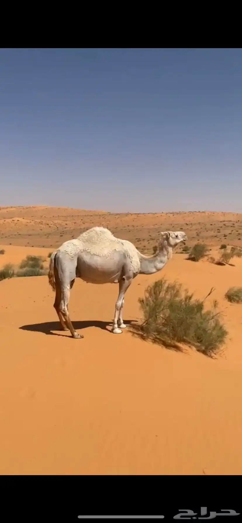 للبيع خلفه 0
