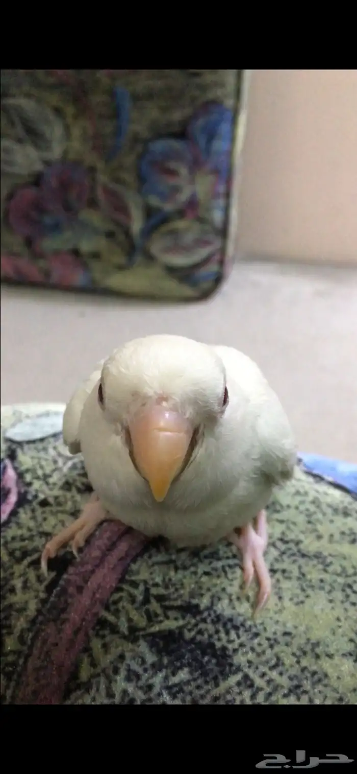 روز البينو 1