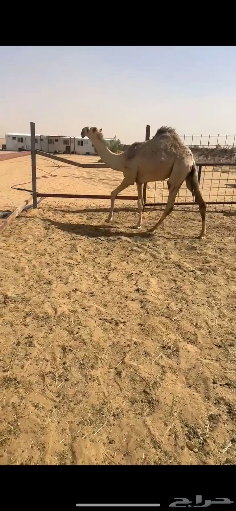 قعود اشقح على صدام ولد الحاكم بن قريع 0