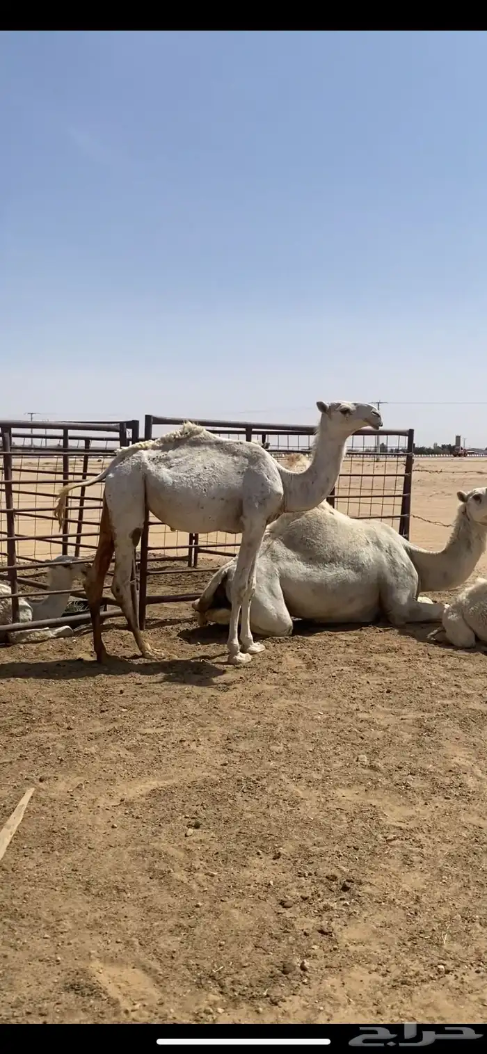 بكره وضحاء باتليه عمرها حول 11 شهر 0