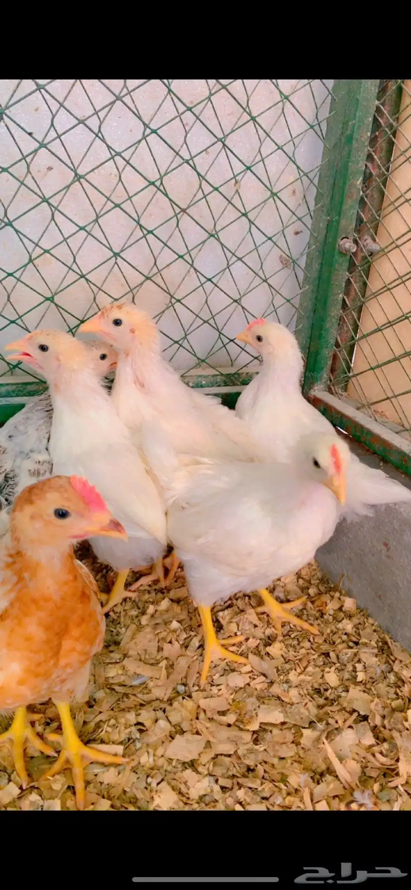 دجاج لهمان 2