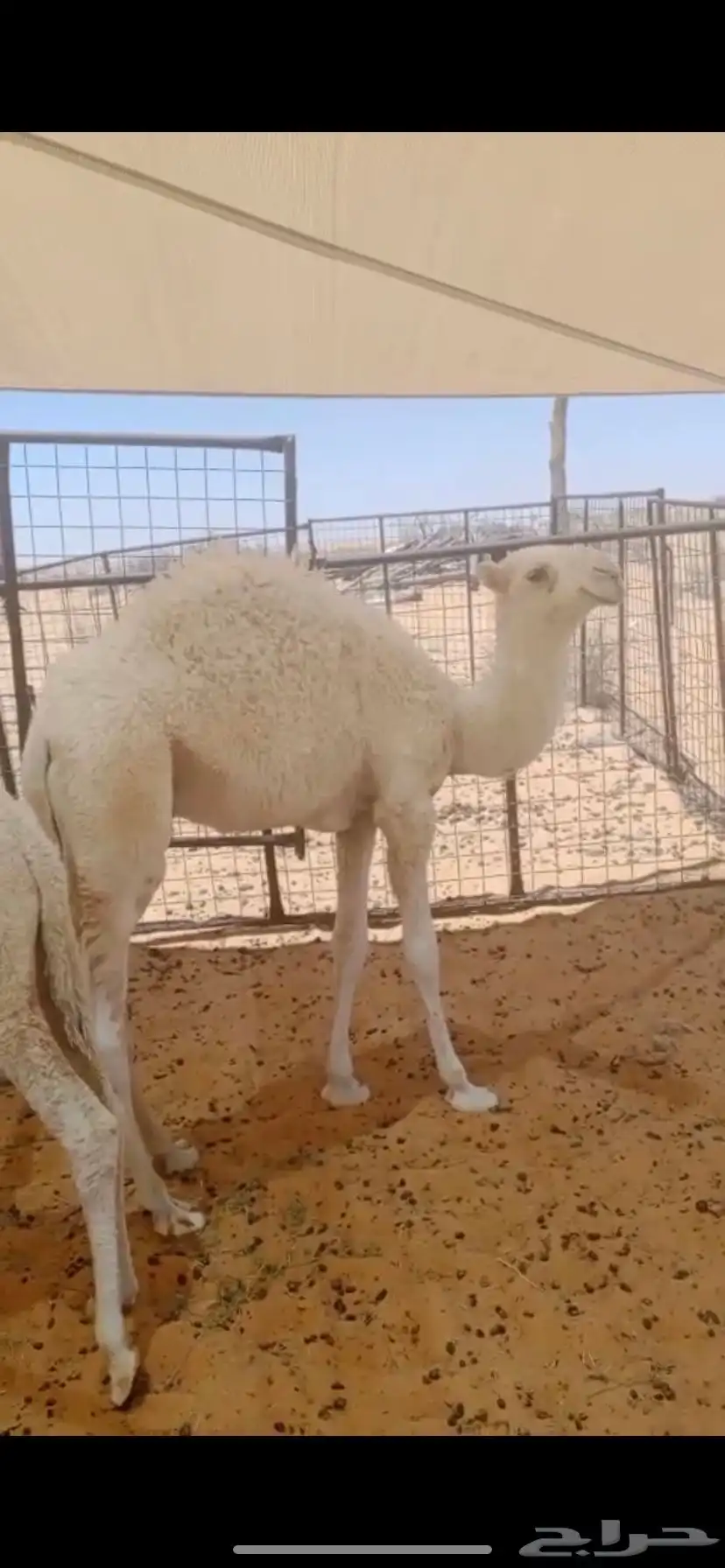 للبيع خلفه 4