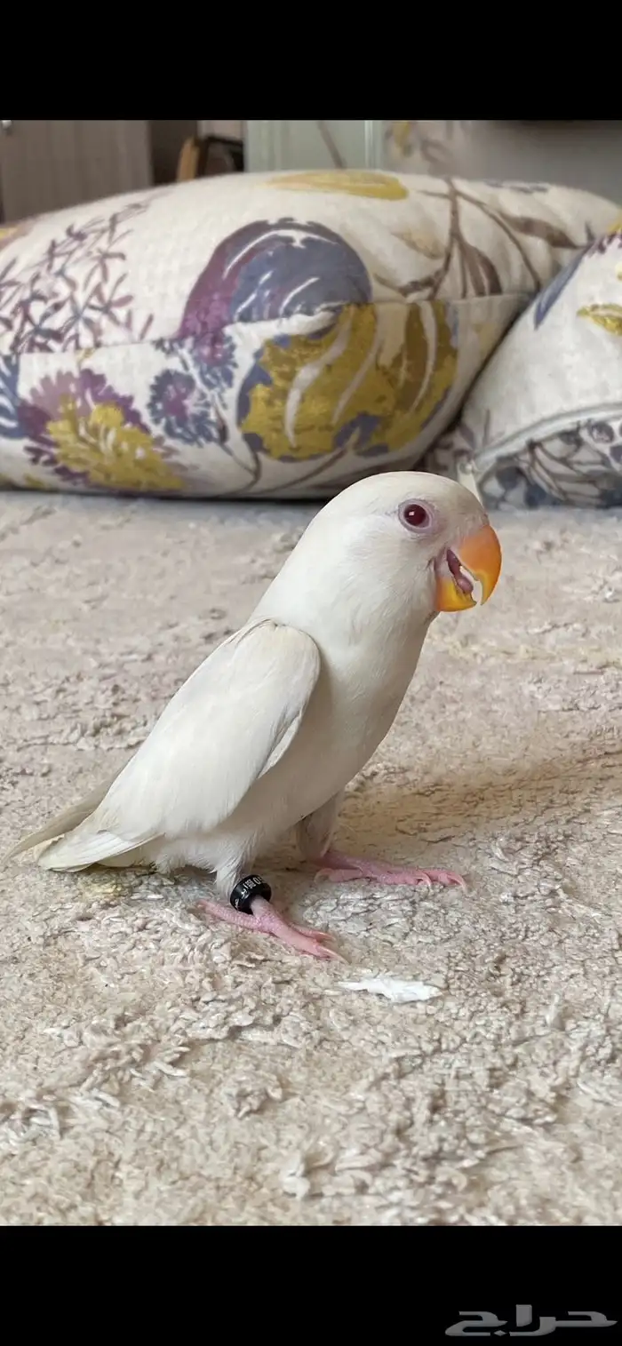 روز البينو 5