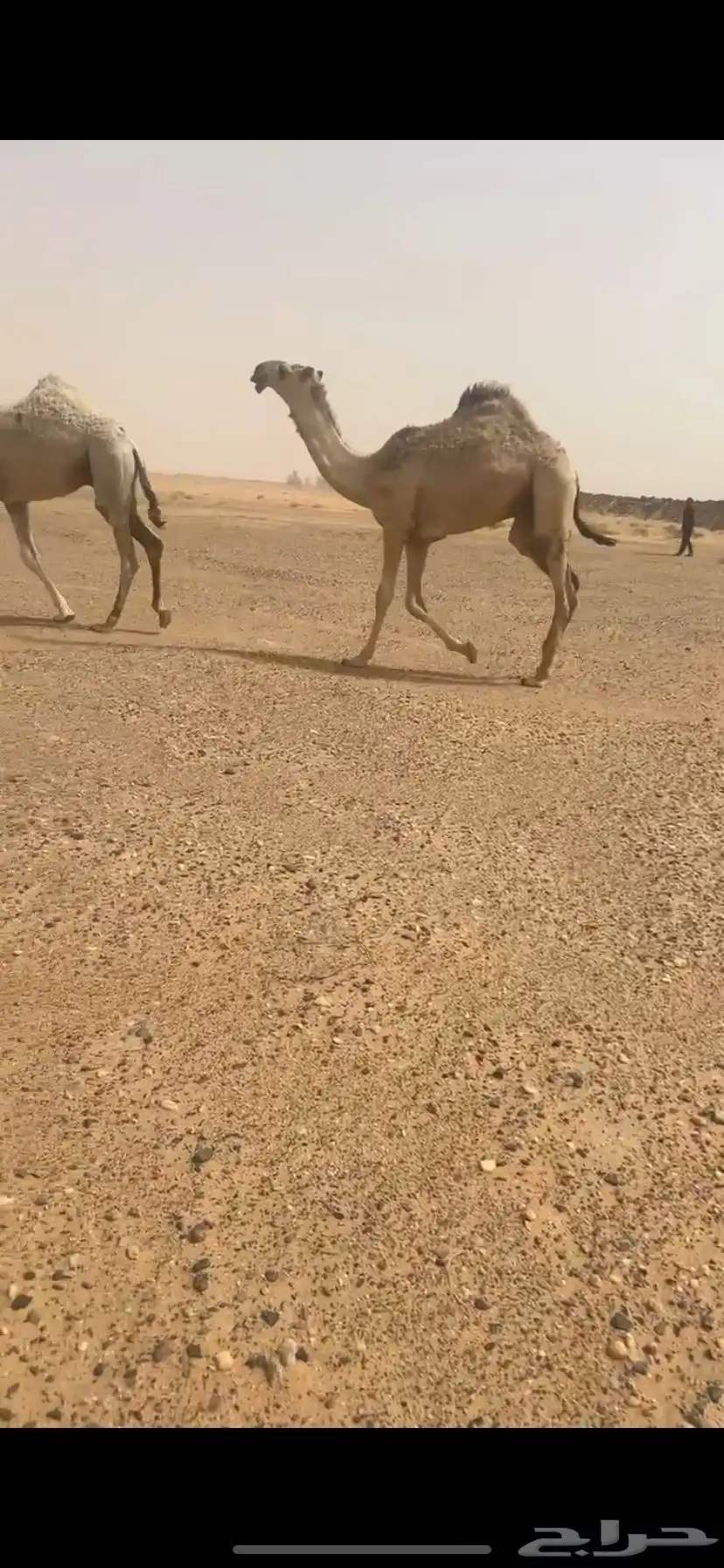 قعود اشقح على صدام ولد الحاكم بن قريع 2