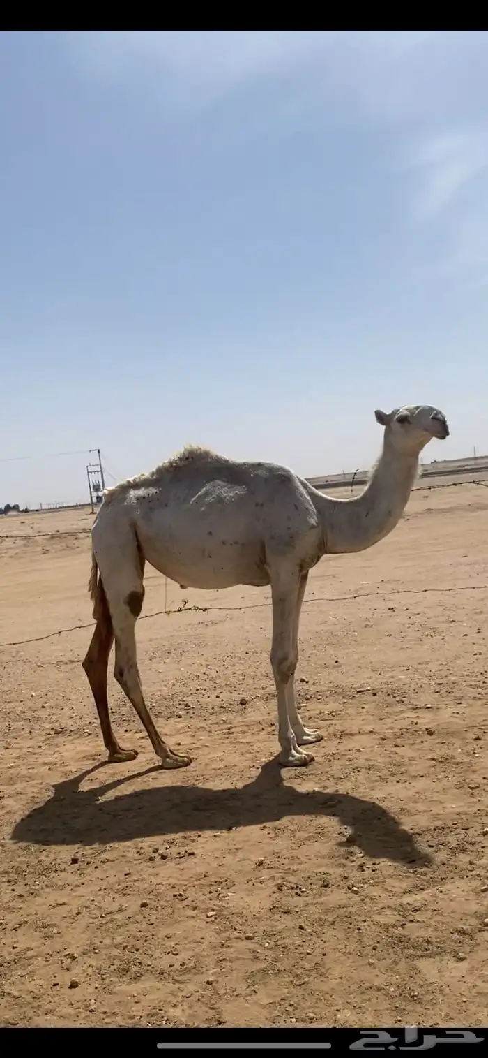 بكره وضحاء باتليه عمرها حول 11 شهر 1