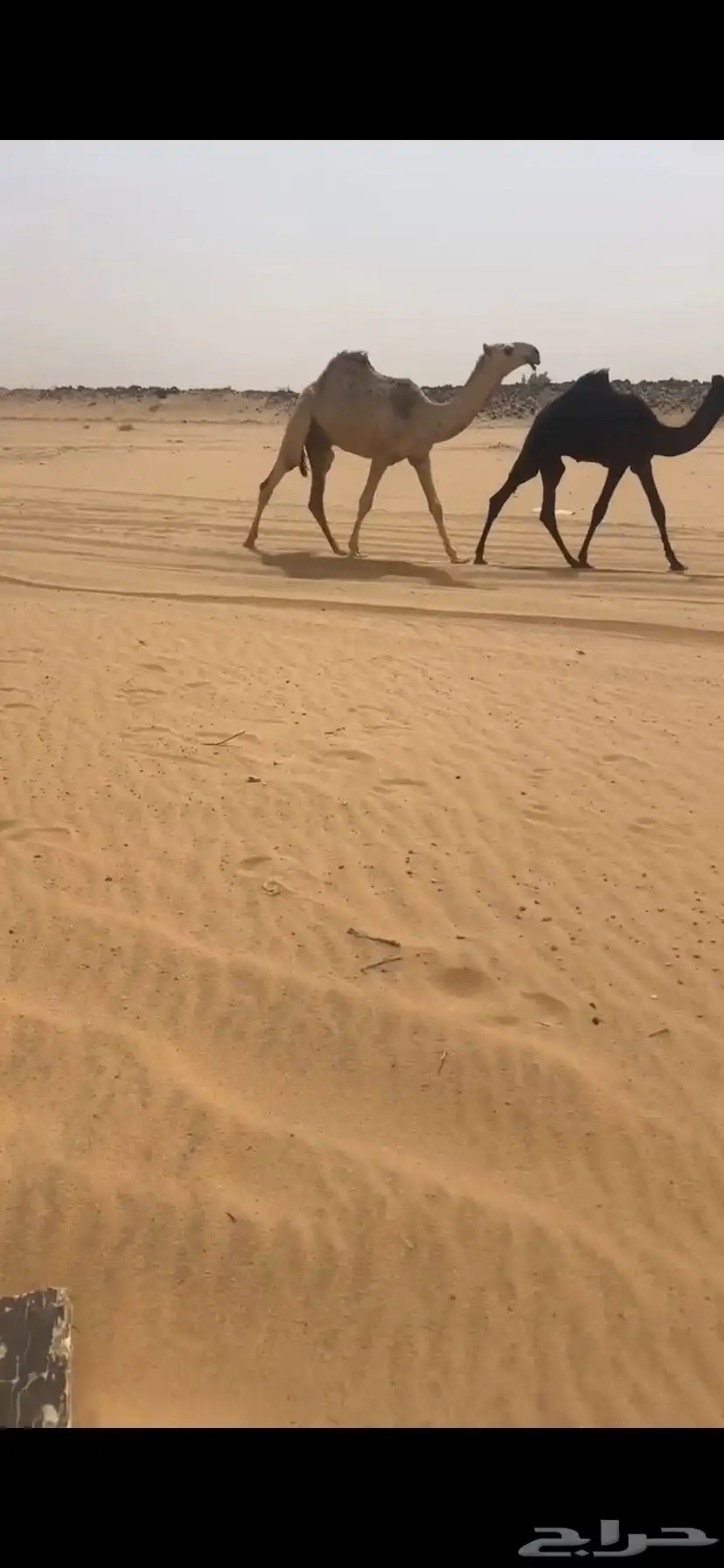 قعود اشقح على صدام ولد الحاكم بن قريع 3