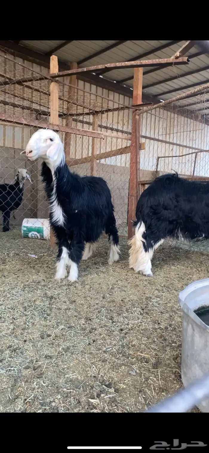 جذعات نجد تم البيع 0