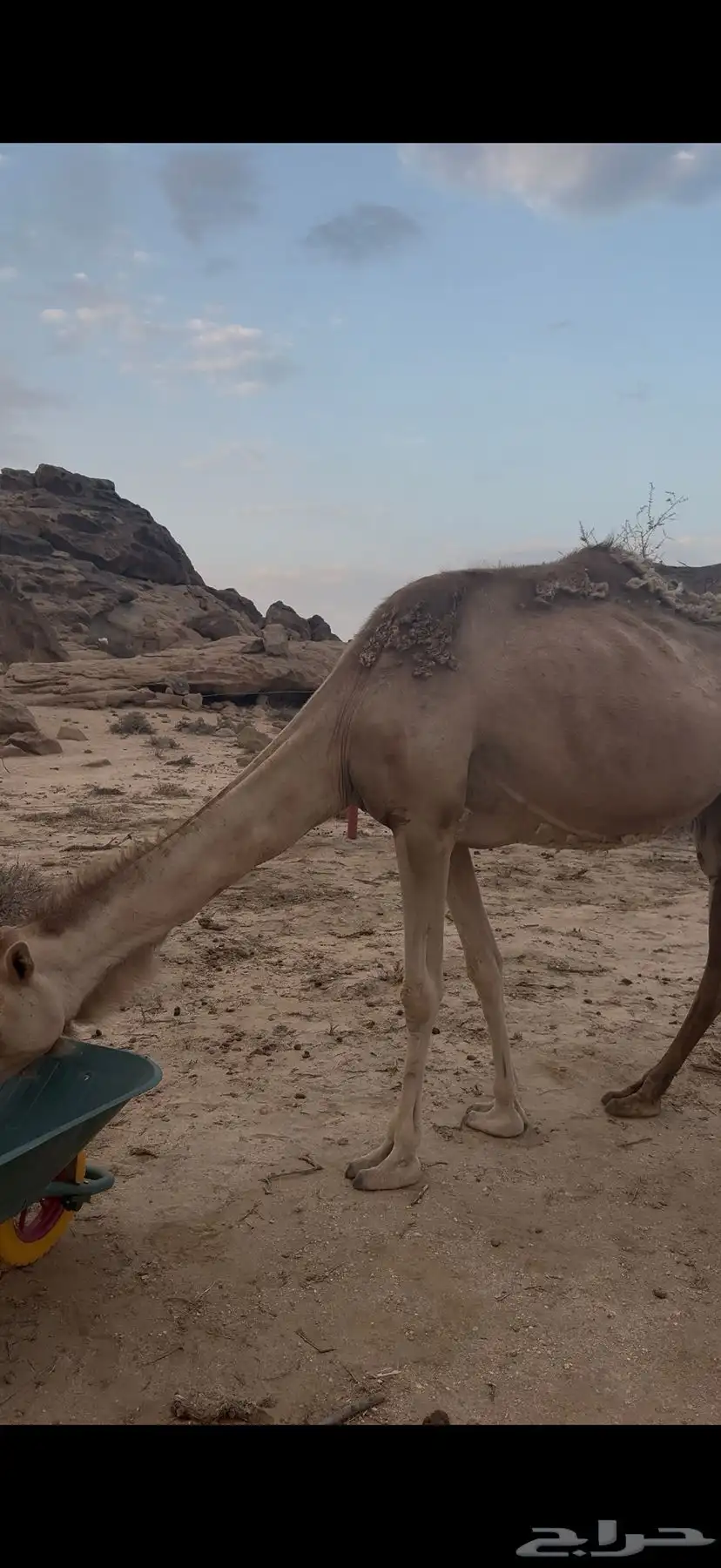 بكره وناقتين القحات للبيع 3