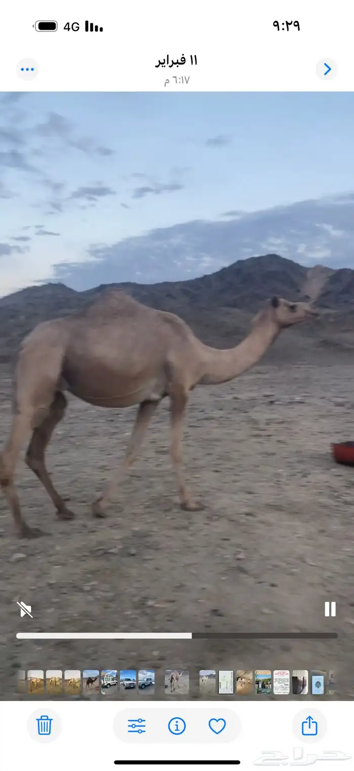 ناقه مهجنه حايل جاهزه للمناخ 1