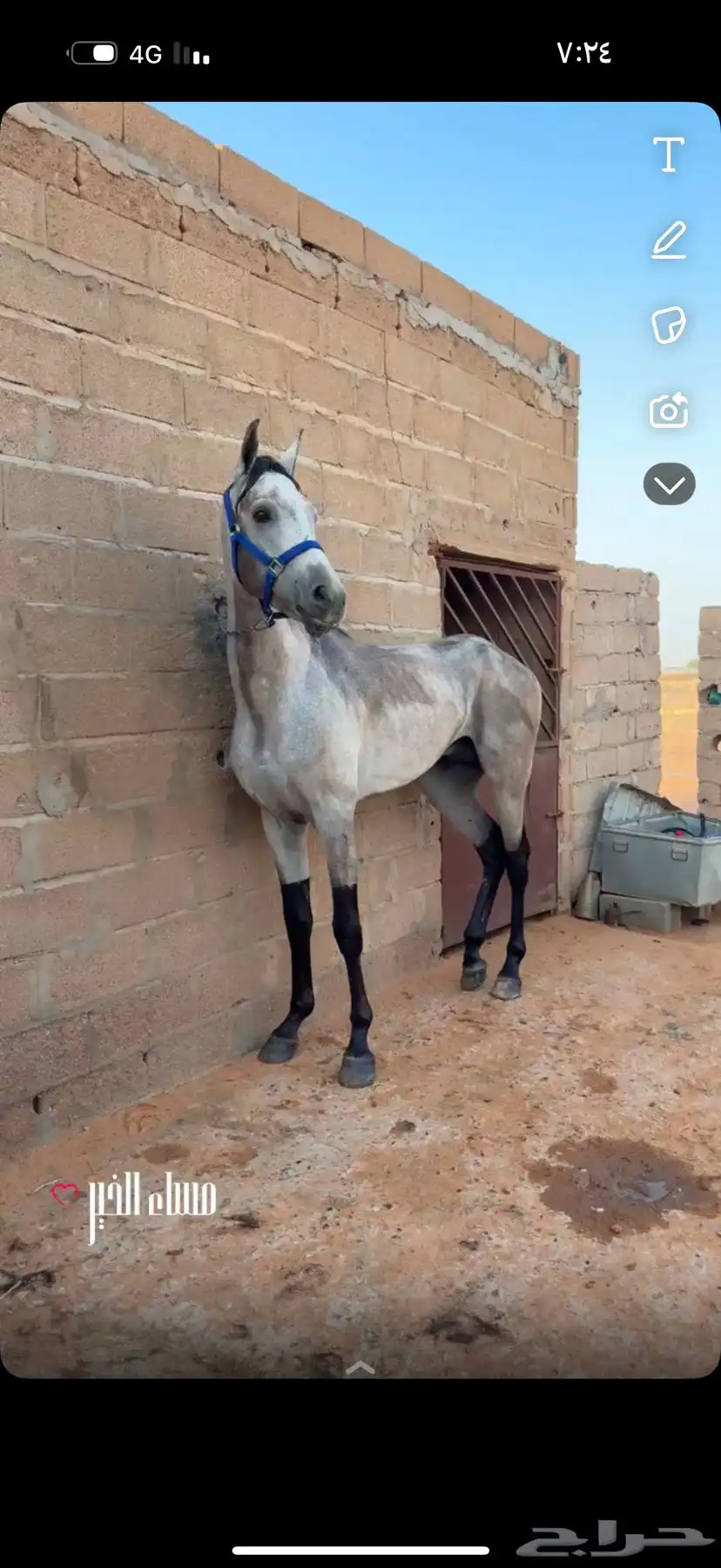للبيع حصان واهو 0