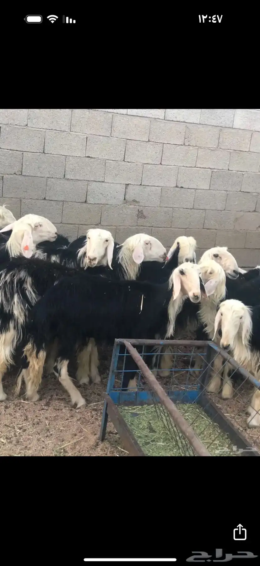 رخال نجد طيبه 3