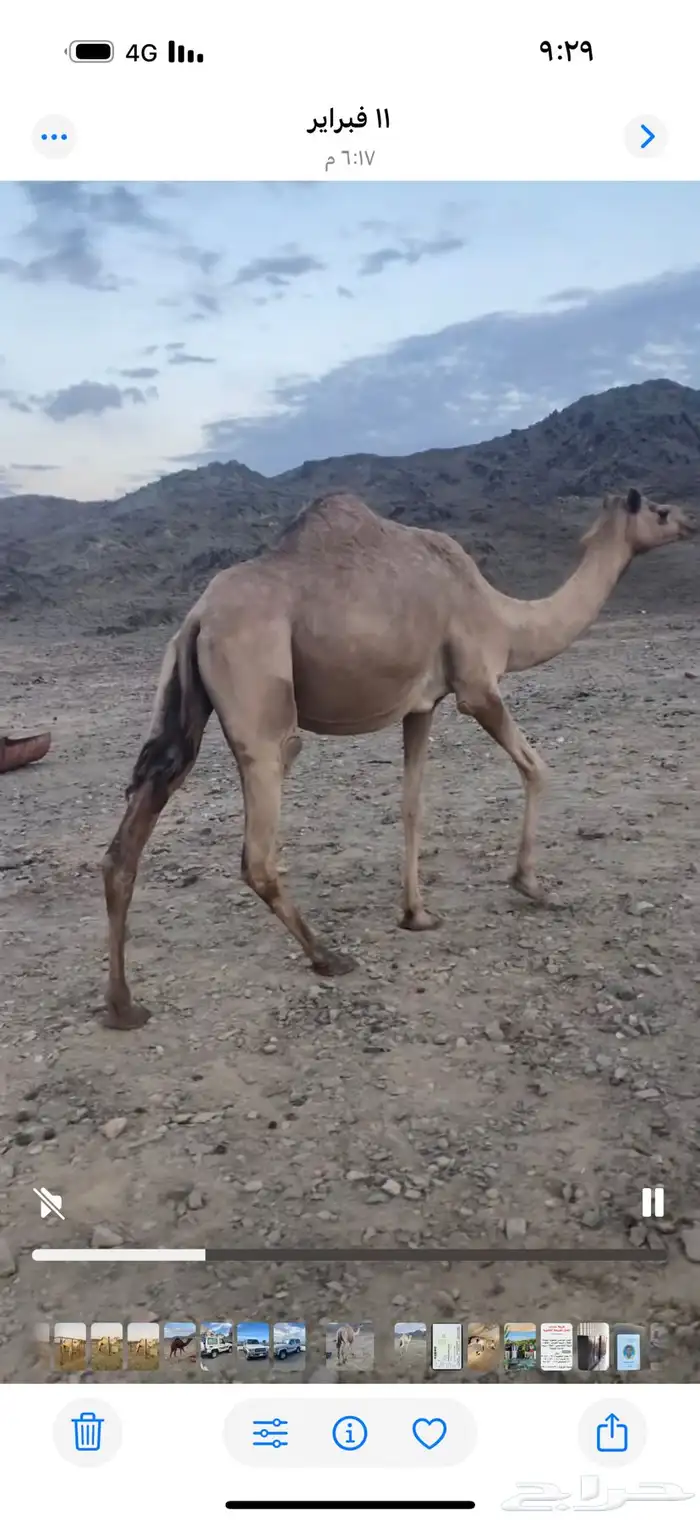 ناقه مهجنه حايل جاهزه للمناخ 0