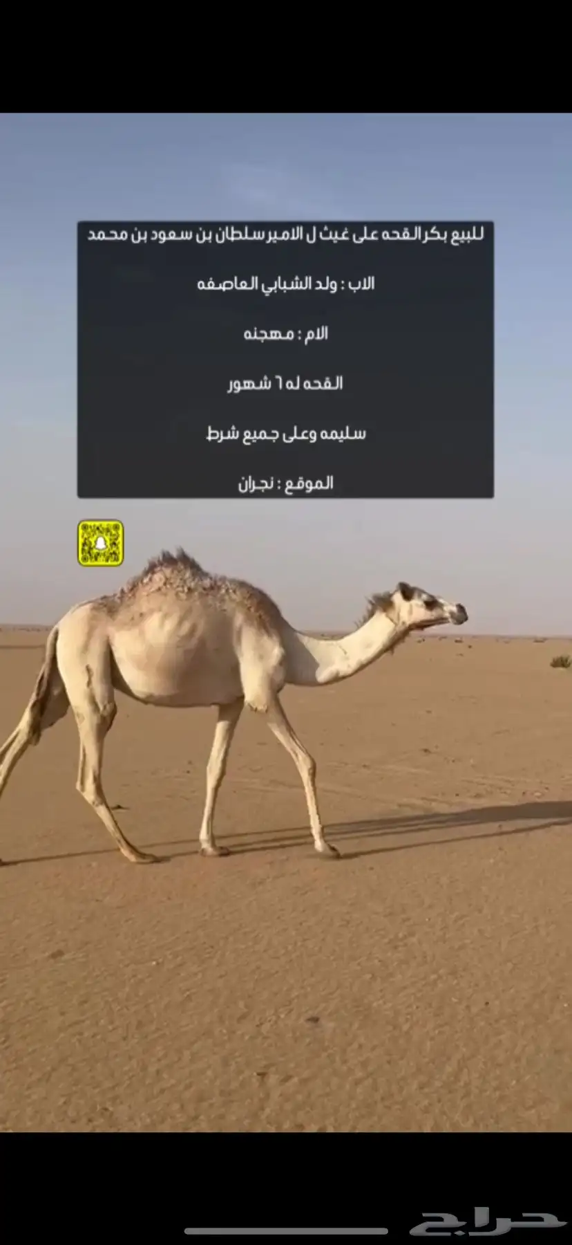 بكر طيبه اصيل متلي 0