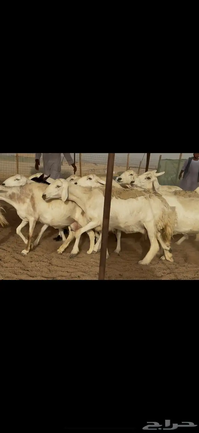 غنم حريات دفيع مفاصيل وخلفات 2