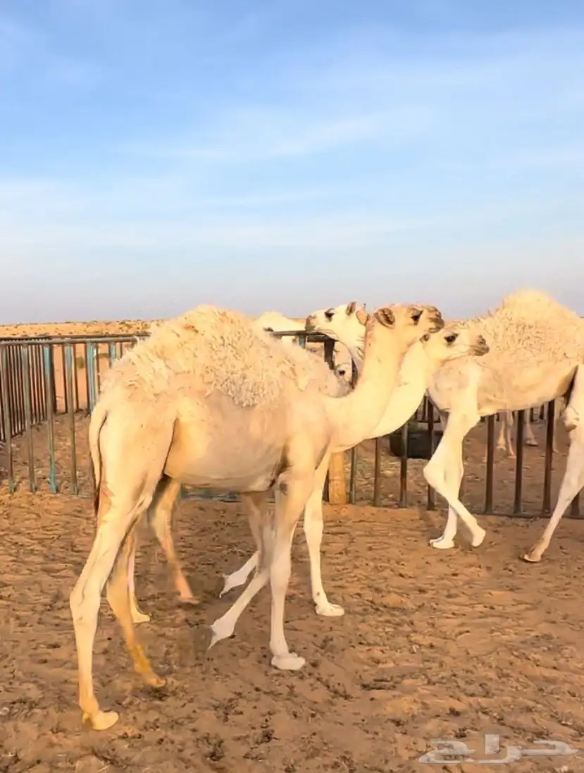 اربعة حشو اعمارهن ستة شهور 0