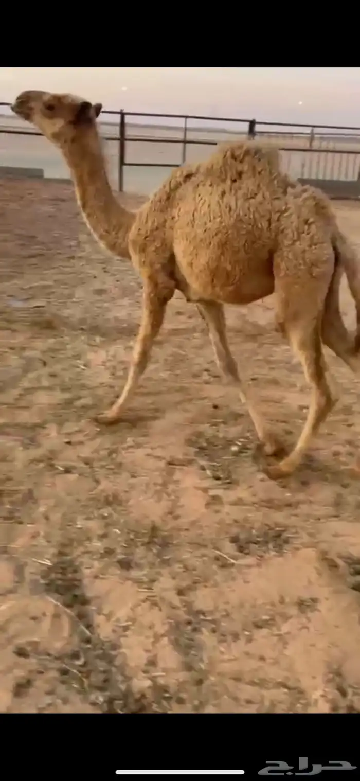 بكره تربيه تم البيع 1