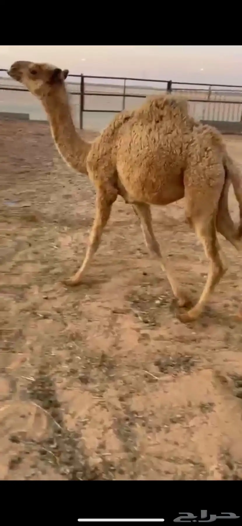بكره تربيه تم البيع 1
