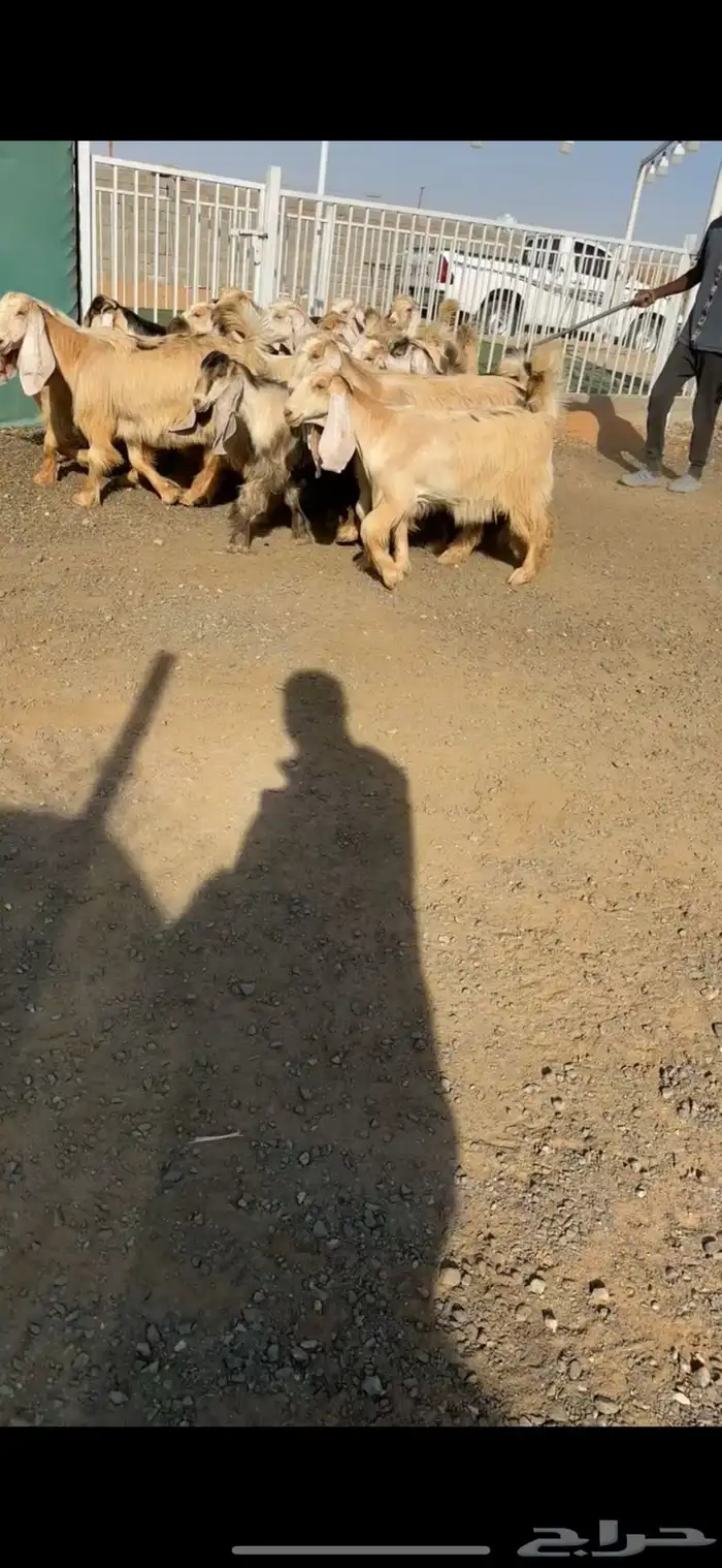 جفرات عوارض كريميات نوادر خصم الخصم تممم البيع 0