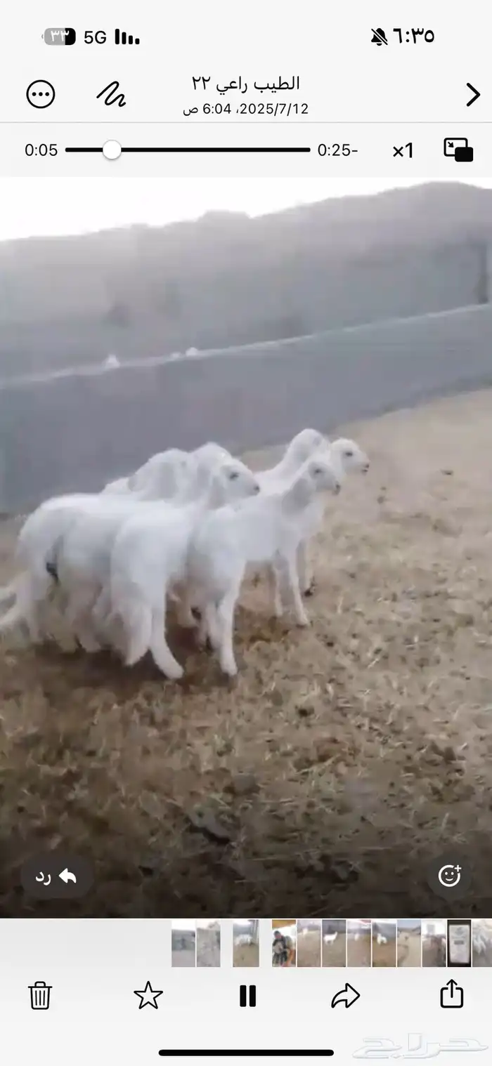 خرفان ورخال 1