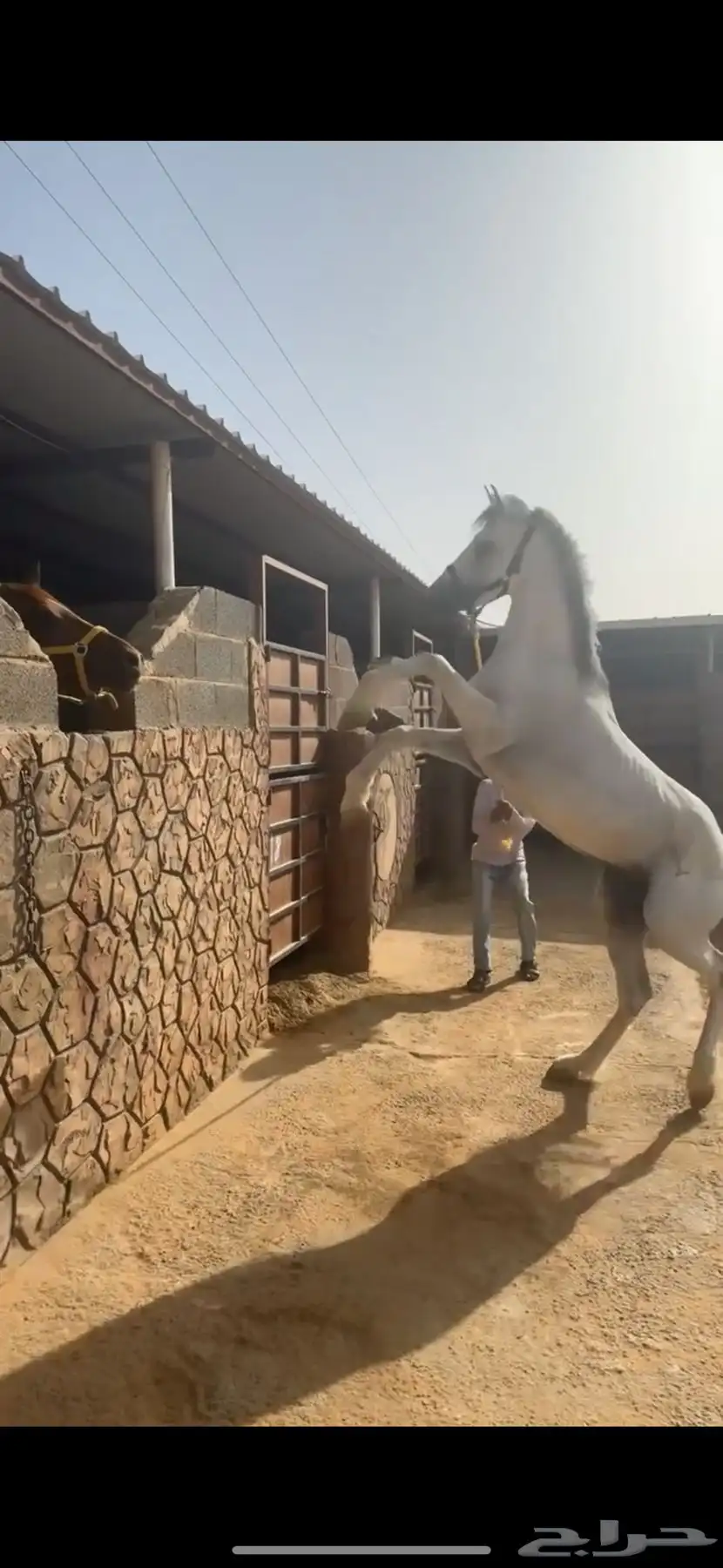 حصان 2