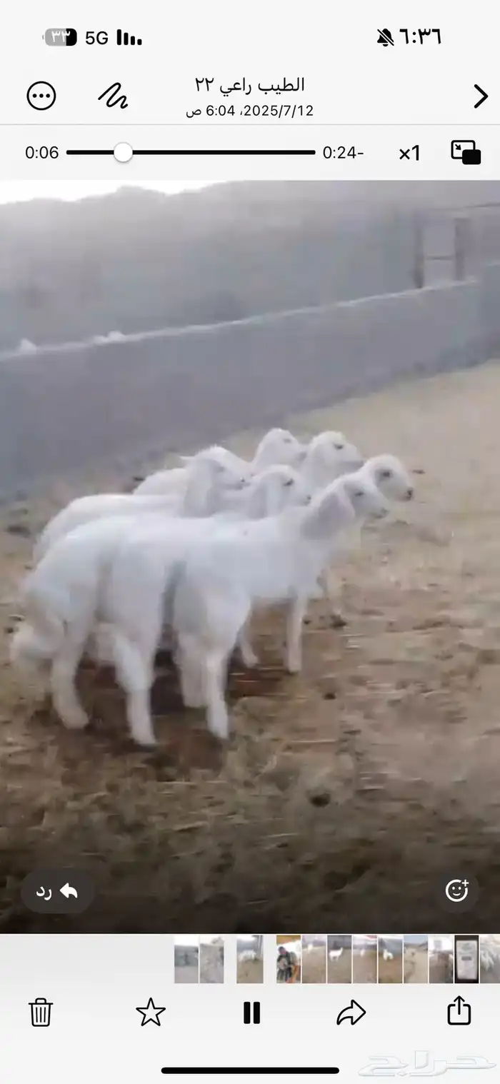 خرفان ورخال 0