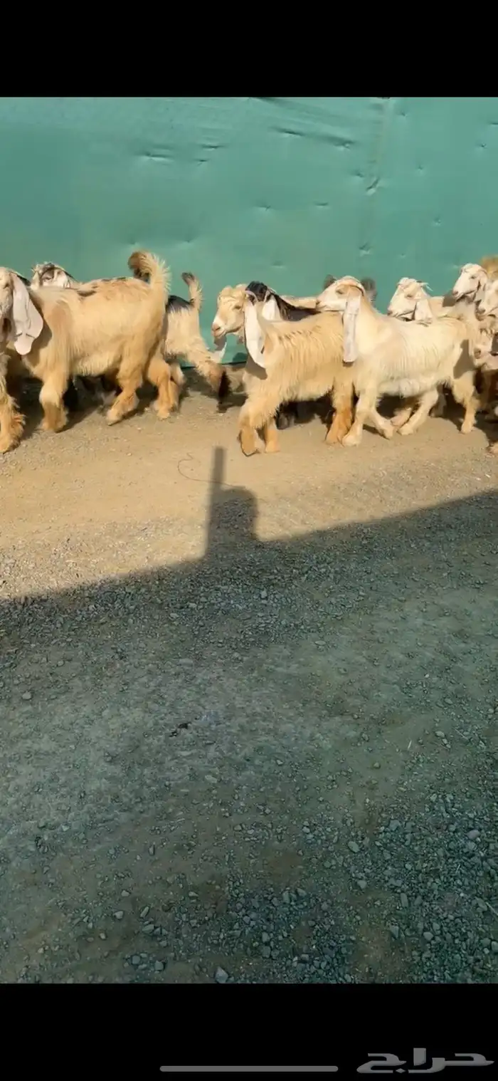 جفرات عوارض كريميات نوادر خصم الخصم تممم البيع 3