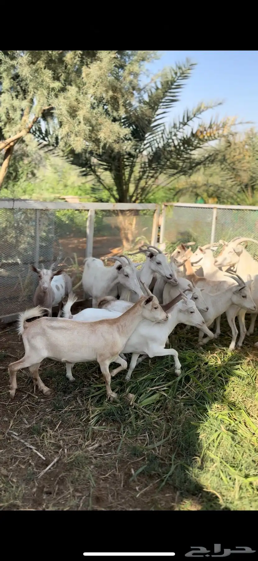 ماعز قزمي 0