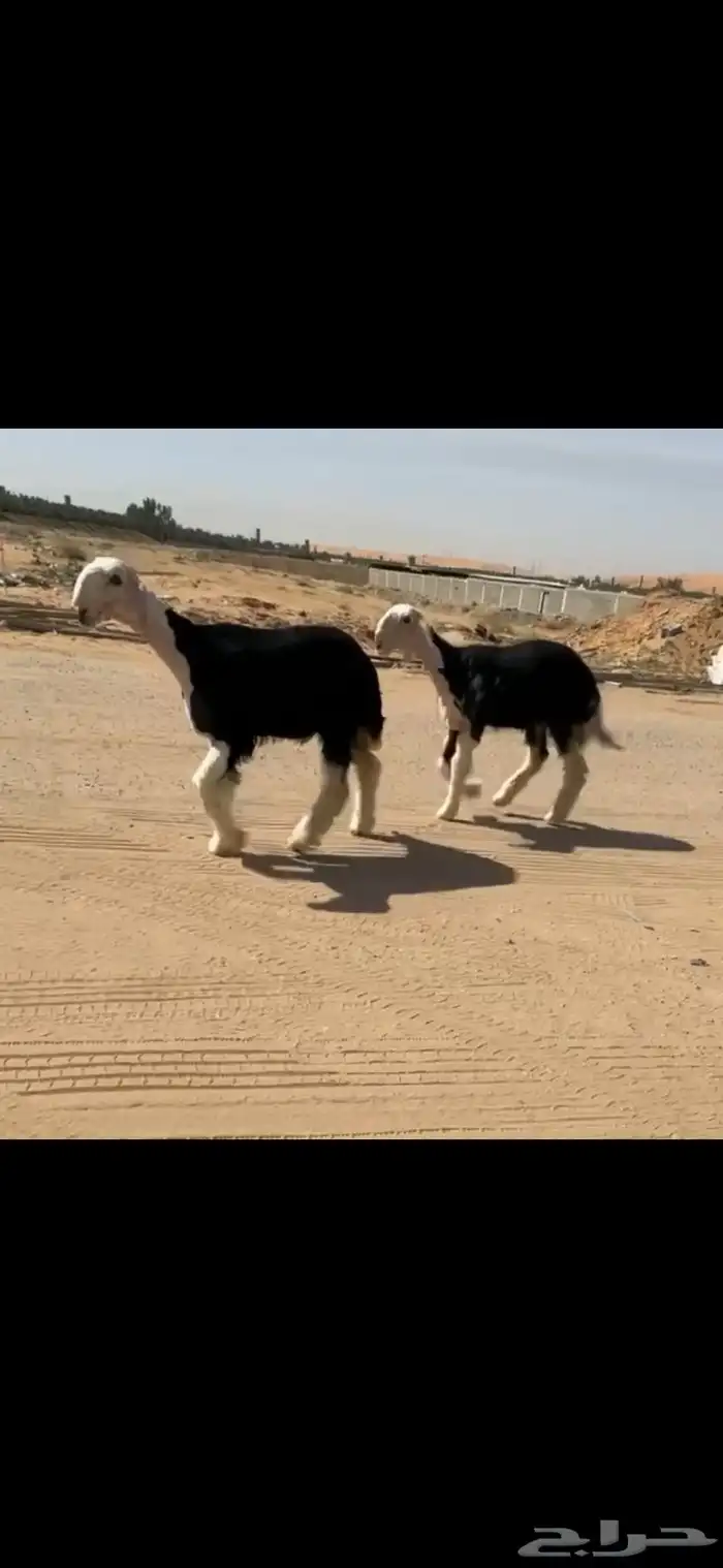 رخال نجد كفو ( تم البيع ) 1