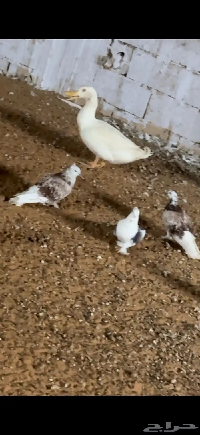 حمام وديكه 4