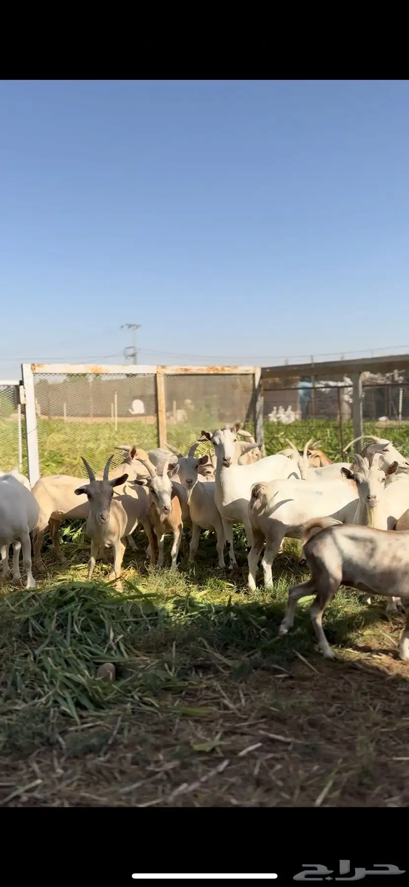 ماعز قزمي 2